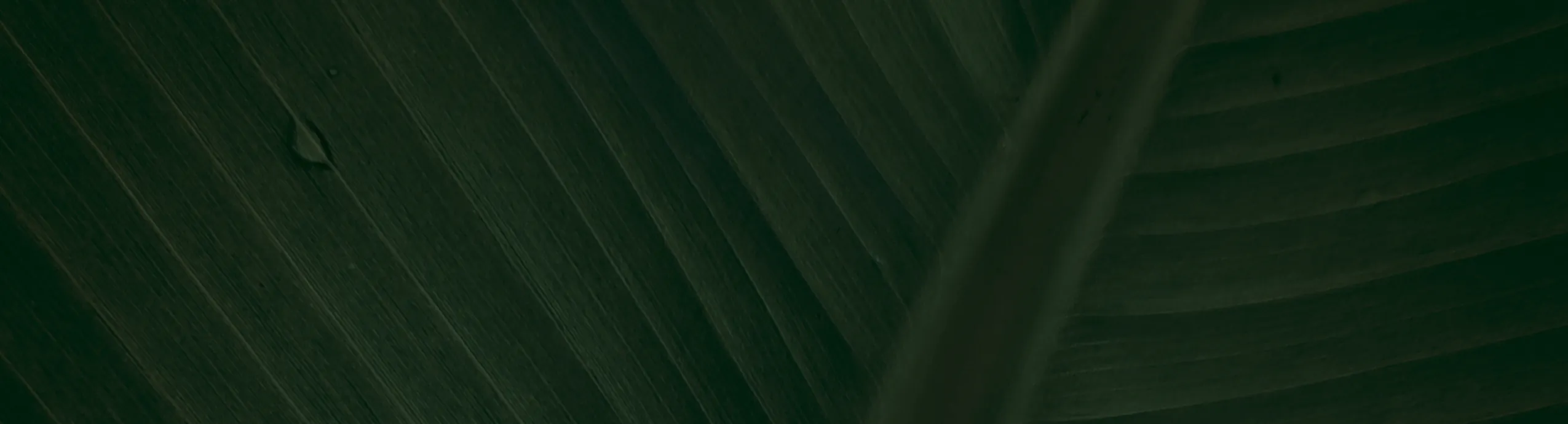 100 Original Rare Mulberry Seeds Tree Seeds for Planting 300 Seeds Per Pack