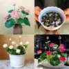Ready Stock 25Pcs Bowl Lotus Seed Water Lily Mix Flower Seeds Bonsai Pot Garden Plant Dwarf Benih Lotus