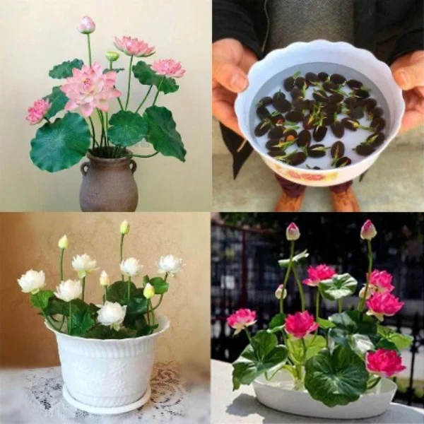 Ready Stock 25Pcs Bowl Lotus Seed Water Lily Mix Flower Seeds Bonsai Pot Garden Plant Dwarf Benih Lotus