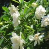 5 seeds Gardenia Seeds Cape Jasmine Flower Seeds Fragrant Flowers Garden Flower Plants Seeds Pot Planting Ornamental