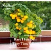 Super Rare Heirloom Tiny Tim Yellow Tomato seeds 30 seed Pot Friendly Tumbling Tom Mango Garden