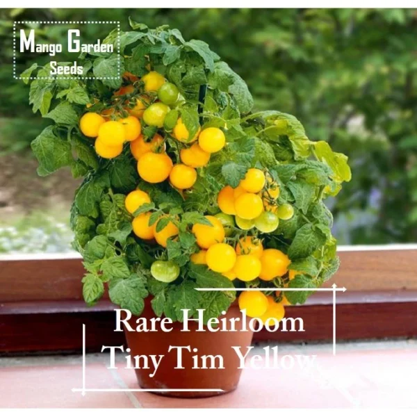 Super Rare Heirloom Tiny Tim Yellow Tomato seeds 30 seed Pot Friendly Tumbling Tom Mango Garden