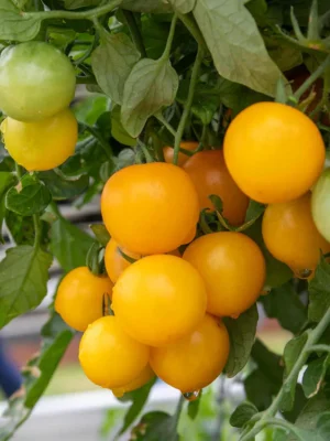 Super Rare Heirloom Tiny Tim Yellow Tomato seeds 30 seed Pot Friendly Tumbling Tom Mango Garden