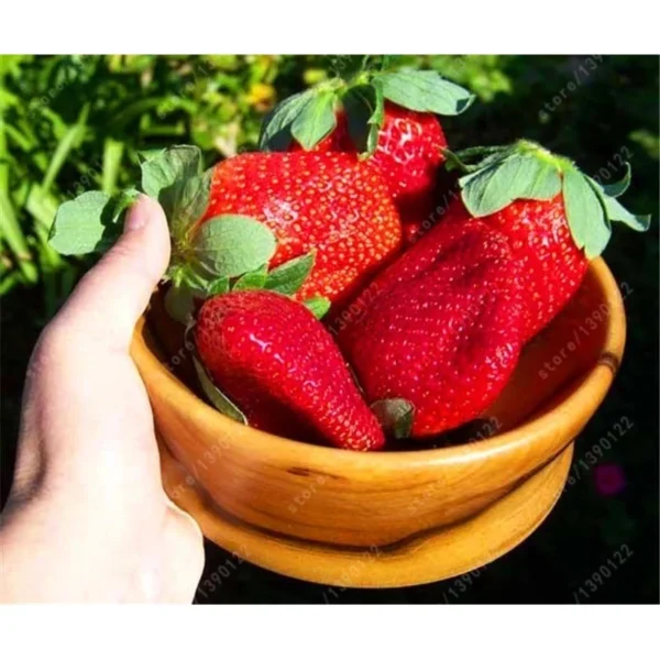 50 Pcs Bag Very Rare Giant Balcony Potted Plantation Cream Strawberry Seeds Fruit Bonsai