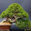 Japanese White Pine Pinus Bonsai Seeds 20pcs Potted Plants Ornamental Bonsai Tree Live Plants Indoor Air Plant