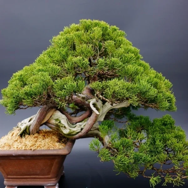 Japanese White Pine Pinus Bonsai Seeds 20pcs Potted Plants Ornamental Bonsai Tree Live Plants Indoor Air Plant