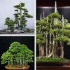Japanese White Pine Pinus Bonsai Seeds 20pcs Potted Plants Ornamental Bonsai Tree Live Plants Indoor Air Plant