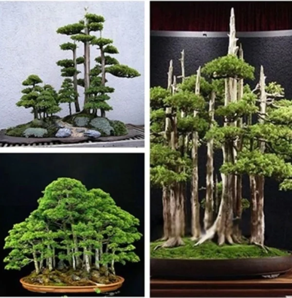 Japanese White Pine Pinus Bonsai Seeds 20pcs Potted Plants Ornamental Bonsai Tree Live Plants Indoor Air Plant