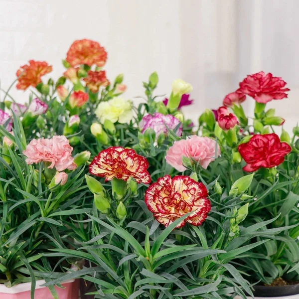 50 Pcs Bag Very Rare Giant Balcony Potted Plantation Cream Strawberry Seeds Fruit Bonsai