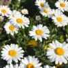 Big Leucanthenum 80pcs Flower Seed