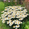 Big Leucanthenum 80pcs Flower Seed