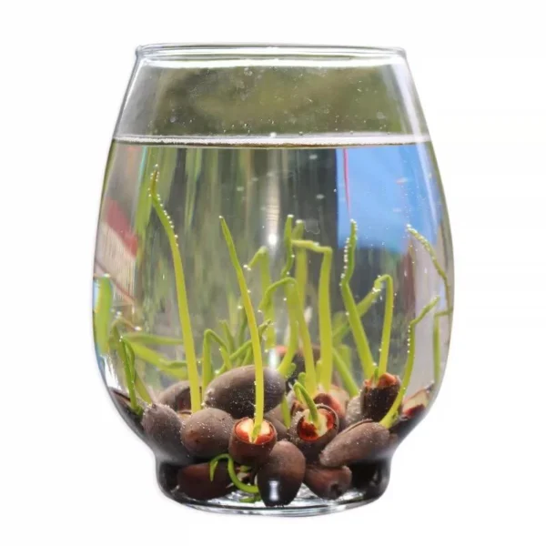 Ready Stock 25Pcs Bowl Lotus Seed Water Lily Mix Flower Seeds Bonsai Pot Garden Plant Dwarf Benih Lotus