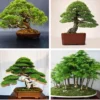 Japanese White Pine Pinus Bonsai Seeds 20pcs Potted Plants Ornamental Bonsai Tree Live Plants Indoor Air Plant