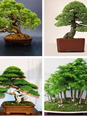 Japanese White Pine Pinus Bonsai Seeds 20pcs Potted Plants Ornamental Bonsai Tree Live Plants Indoor Air Plant