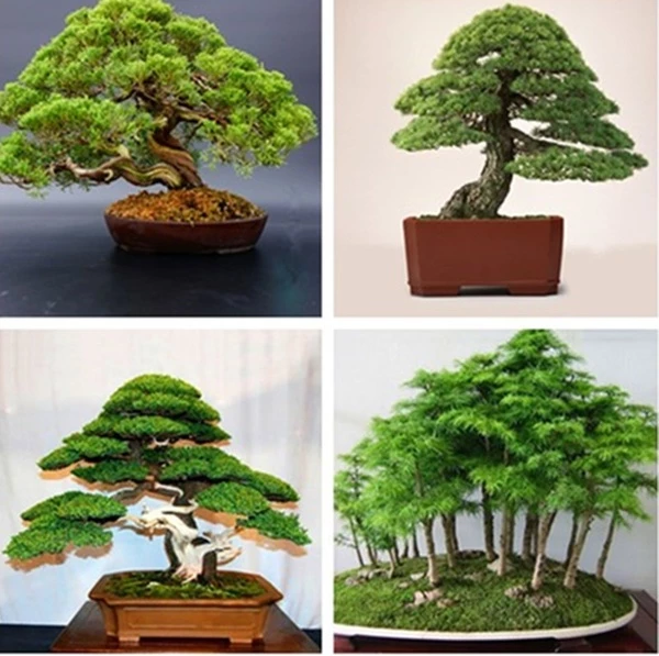 Japanese White Pine Pinus Bonsai Seeds 20pcs Potted Plants Ornamental Bonsai Tree Live Plants Indoor Air Plant