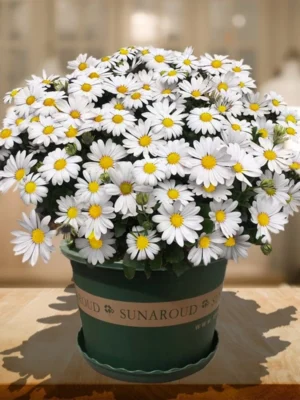 Big Leucanthenum 80pcs Flower Seed