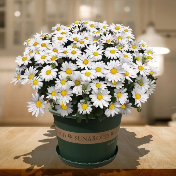 Big Leucanthenum 80pcs Flower Seed