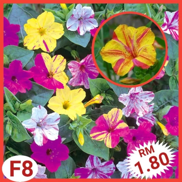 Various Flower Seeds