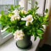 5 seeds Gardenia Seeds Cape Jasmine Flower Seeds Fragrant Flowers Garden Flower Plants Seeds Pot Planting Ornamental