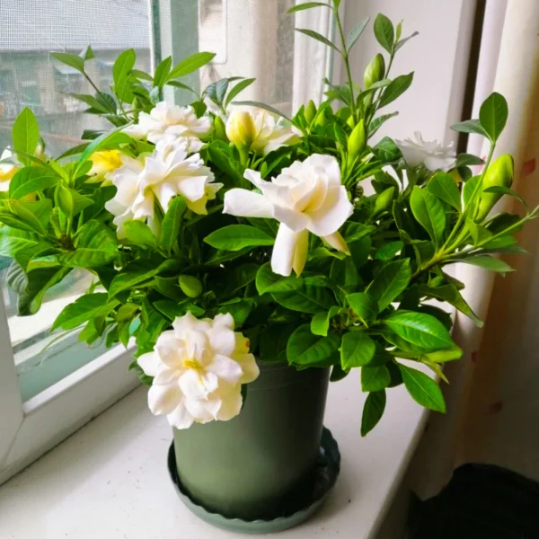 5 seeds Gardenia Seeds Cape Jasmine Flower Seeds Fragrant Flowers Garden Flower Plants Seeds Pot Planting Ornamental