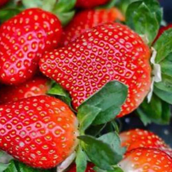 50 Pcs Bag Very Rare Giant Balcony Potted Plantation Cream Strawberry Seeds Fruit Bonsai