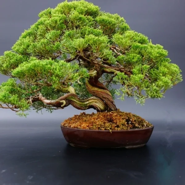Japanese White Pine Pinus Bonsai Seeds 20pcs Potted Plants Ornamental Bonsai Tree Live Plants Indoor Air Plant