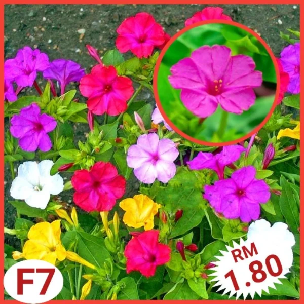 Various Flower Seeds