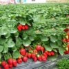 50 Pcs Bag Very Rare Giant Balcony Potted Plantation Cream Strawberry Seeds Fruit Bonsai