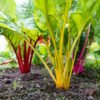 Easy Rainbow Swiss Chard Seeds 30 Seed Pot Friendly Mix Seeds Mango Garden Seeds