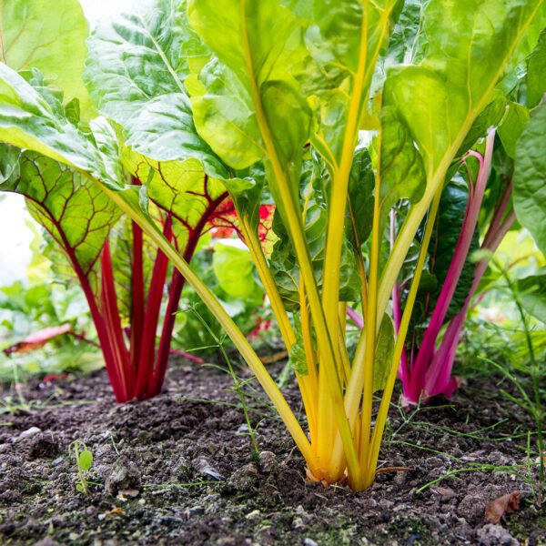 Easy Rainbow Swiss Chard Seeds 30 Seed Pot Friendly Mix Seeds Mango Garden Seeds