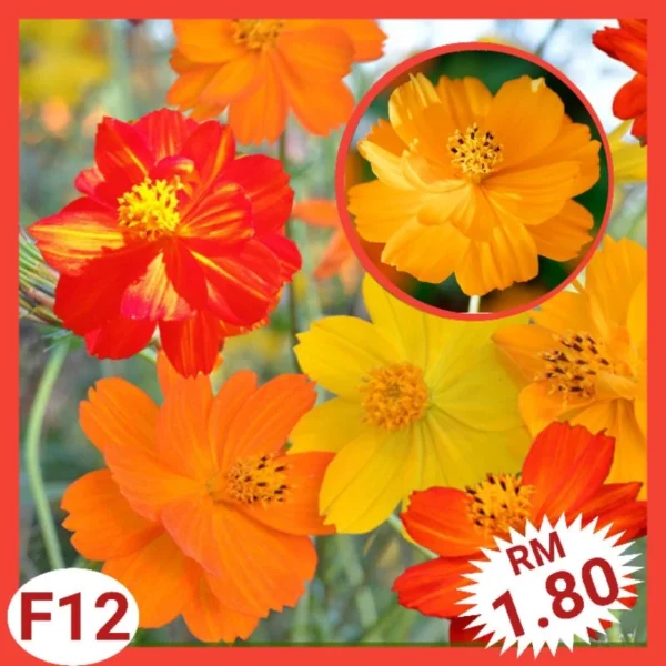 Various Flower Seeds