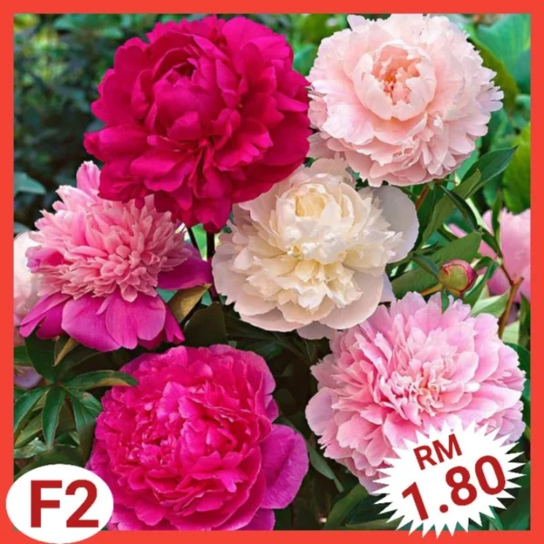 Various Flower Seeds