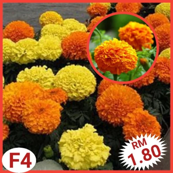 Various Flower Seeds