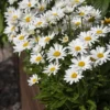 Big Leucanthenum 80pcs Flower Seed