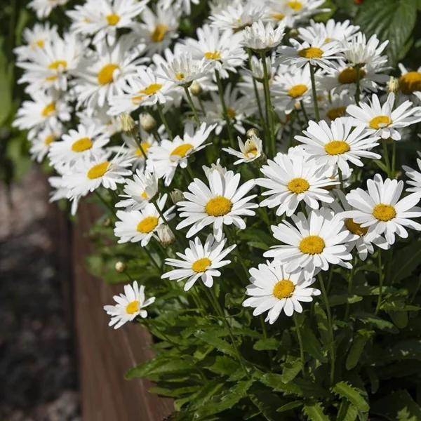 Big Leucanthenum 80pcs Flower Seed