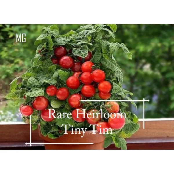 Easy Rainbow Swiss Chard Seeds 30 Seed Pot Friendly Mix Seeds Mango Garden Seeds