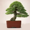 Japanese White Pine Pinus Bonsai Seeds 20pcs Potted Plants Ornamental Bonsai Tree Live Plants Indoor Air Plant