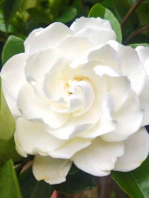 5 seeds Gardenia Seeds Cape Jasmine Flower Seeds Fragrant Flowers Garden Flower Plants Seeds Pot Planting Ornamental