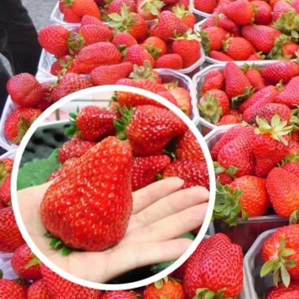 50 Pcs Bag Very Rare Giant Balcony Potted Plantation Cream Strawberry Seeds Fruit Bonsai