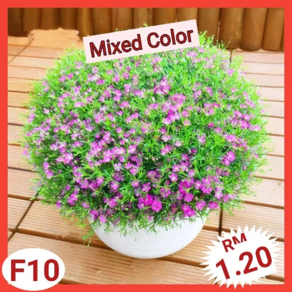 Various Flower Seeds