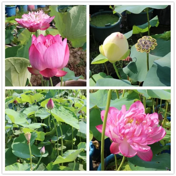 Ready Stock 25Pcs Bowl Lotus Seed Water Lily Mix Flower Seeds Bonsai Pot Garden Plant Dwarf Benih Lotus