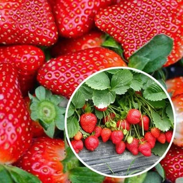 50 Pcs Bag Very Rare Giant Balcony Potted Plantation Cream Strawberry Seeds Fruit Bonsai