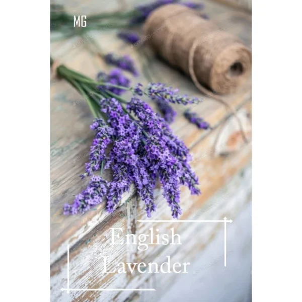 Easy Rainbow Swiss Chard Seeds 30 Seed Pot Friendly Mix Seeds Mango Garden Seeds