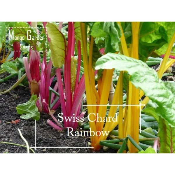 Easy Rainbow Swiss Chard Seeds 30 Seed Pot Friendly Mix Seeds Mango Garden Seeds