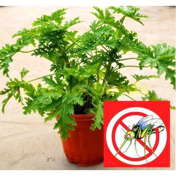 50 Pcs Bag Very Rare Giant Balcony Potted Plantation Cream Strawberry Seeds Fruit Bonsai