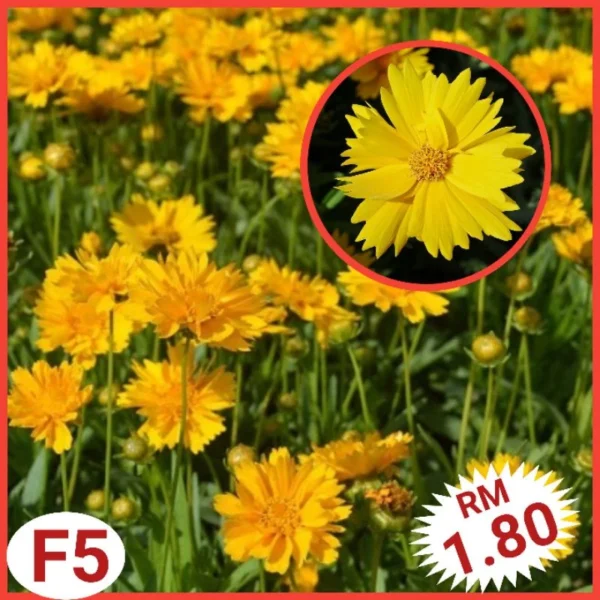 Various Flower Seeds