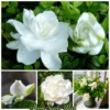 5 seeds Gardenia Seeds Cape Jasmine Flower Seeds Fragrant Flowers Garden Flower Plants Seeds Pot Planting Ornamental