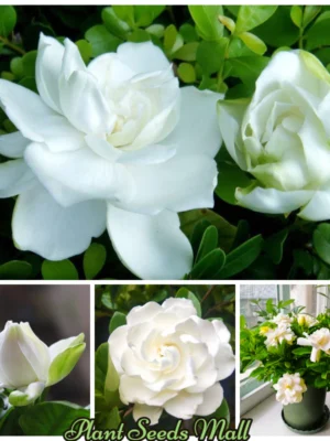 5 seeds Gardenia Seeds Cape Jasmine Flower Seeds Fragrant Flowers Garden Flower Plants Seeds Pot Planting Ornamental