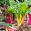Easy Rainbow Swiss Chard Seeds 30 Seed Pot Friendly Mix Seeds Mango Garden Seeds