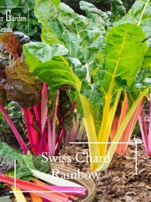 Easy Rainbow Swiss Chard Seeds 30 Seed Pot Friendly Mix Seeds Mango Garden Seeds